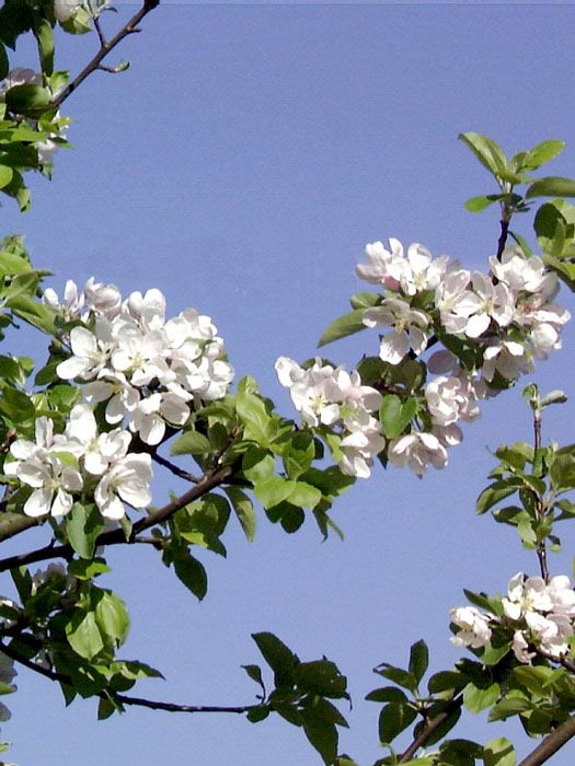 Malus sylvestris, Wildapfel