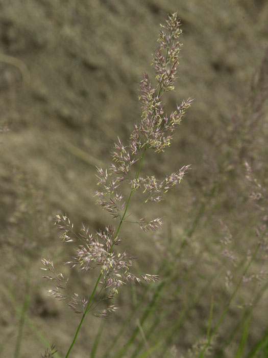 Calamagrostis x acutiflora 'Overdam' (M), Gestreiftes Reitgras, weißbuntes Sandrohr