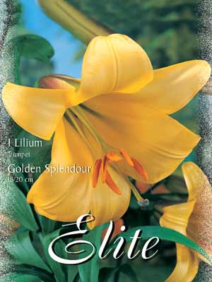 Trompeten-Lilien-Hybride 'Golden Splendour', Lilium (Art.Nr. 521744)