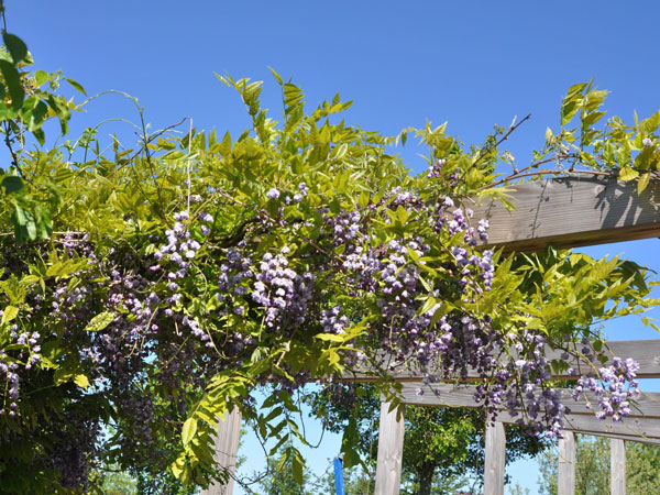 Blauregen Violacea Pleana an einer Pergola