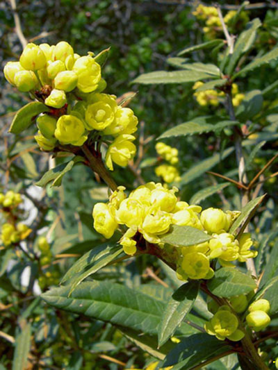 Berberis julianae, Immergrüne großblättrige Berberitze