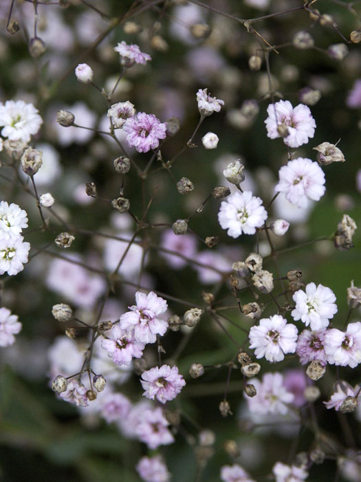 Gypsophila repens 'Rosenschleier', Zwergschleierkraut, Polster-Schleierkraut