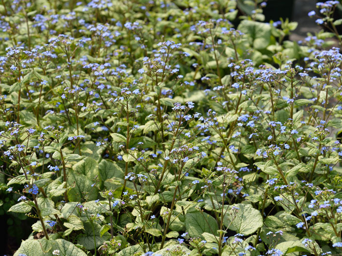 Brunnera macrophylla 'Looking Glass',  silberlaubiges Kaukasus-Vergissmeinnicht