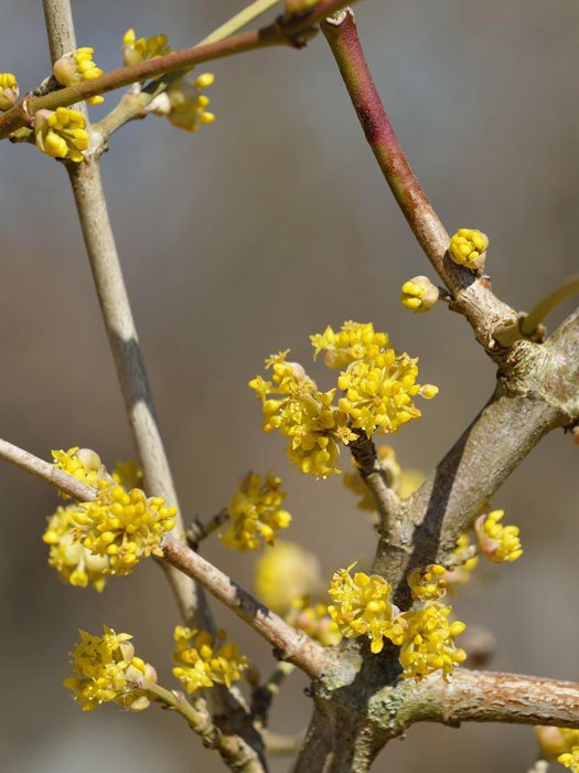 Gelbe Blüte der Kornelkirsche 'Jolico'