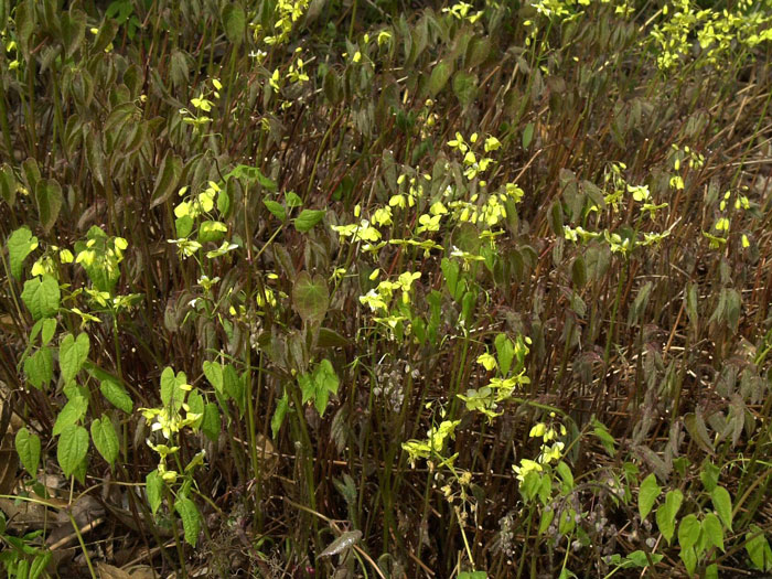 Flächendeckende Bepflanzung mit der Elfenblume