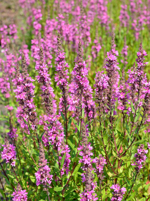 Lythrum salicaria 'Robert', Blutweiderich