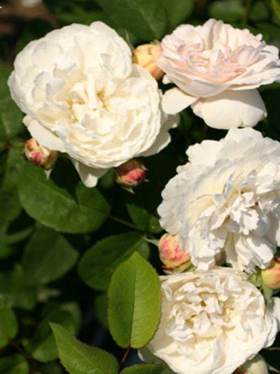 Gefüllte Blüten der Rose Winchester Cathedral