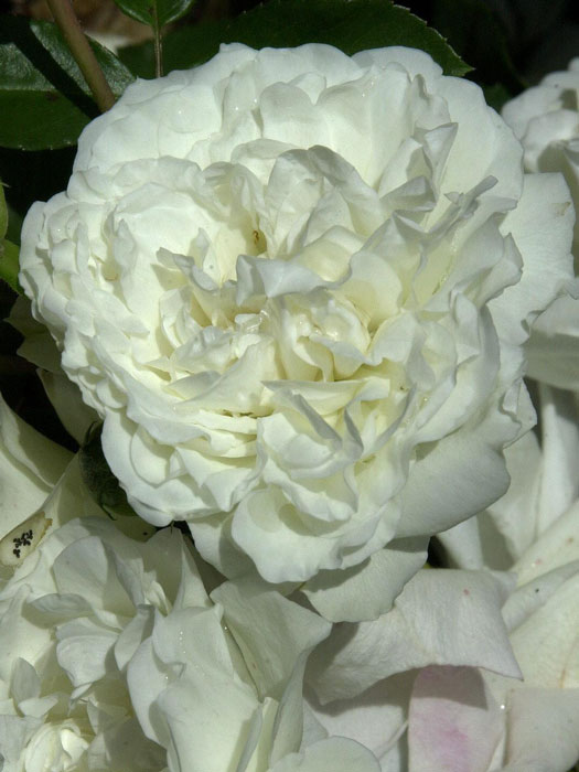 Blühende Rose White Meidiliand