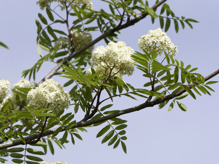 Sorbus aucuparia 'Fastigiata', Säulen-Eberesche