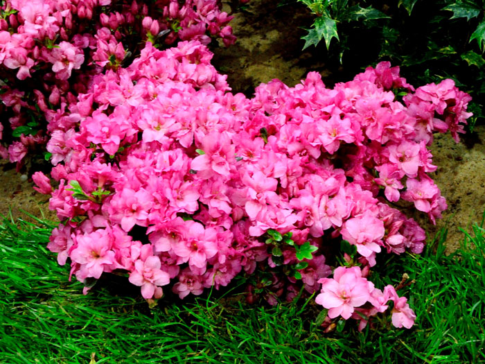 Rhododendron obtusum 'Rokoko', wintergrüne japanische Zwergazalee