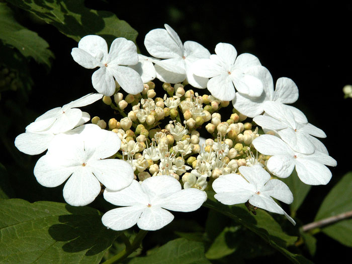 Gemeiner Schneeball Blüte