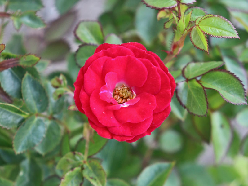 Rose Mandy ® - Kordes