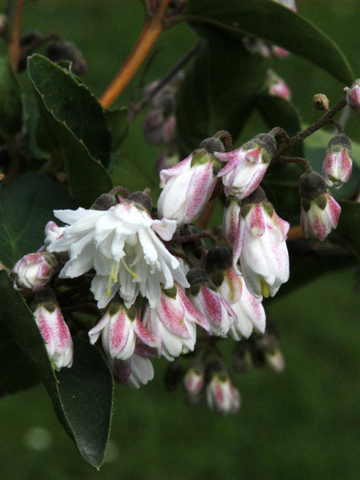 Blüte Maiblumenstrauch