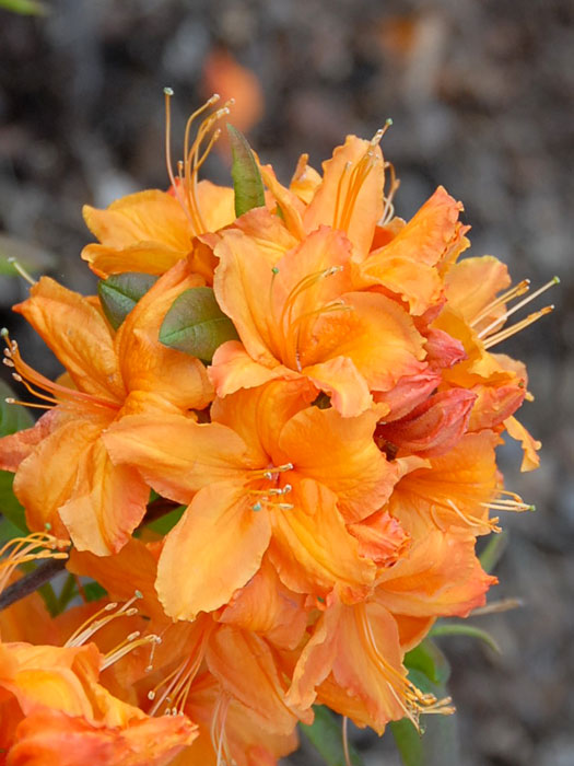 Rhododendron luteum 'Rumba', sommergrüne japanische Gartenazalee