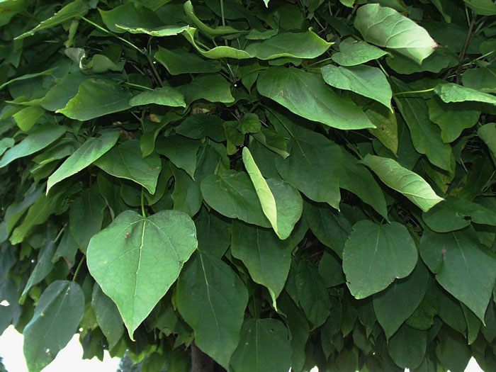 Catalpa bignonioides nana, Kugel-Trompetenbaum - Hochstamm