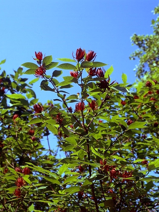 Gewürzstrauch mit reicher Blüte