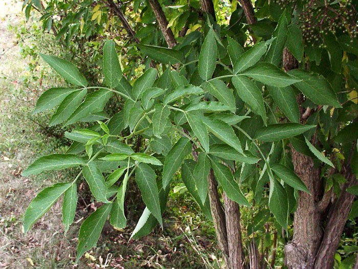 Sambucus nigra, Schwarzer Holunder