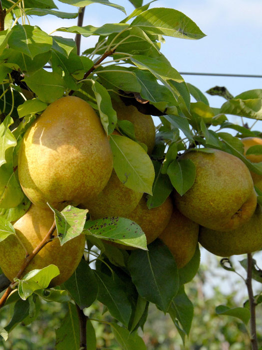 Birne Köstlich aus Charneux