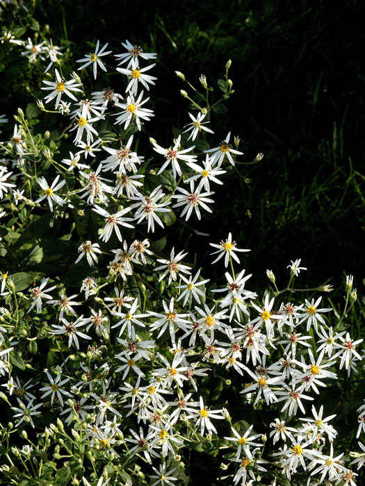 Aster divaricatus (M), Wald-Aster, Gebüsch-Aster