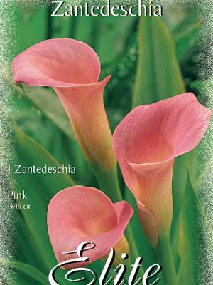 Calla 'Pink', Zantedeschia (Art.Nr. 522162)