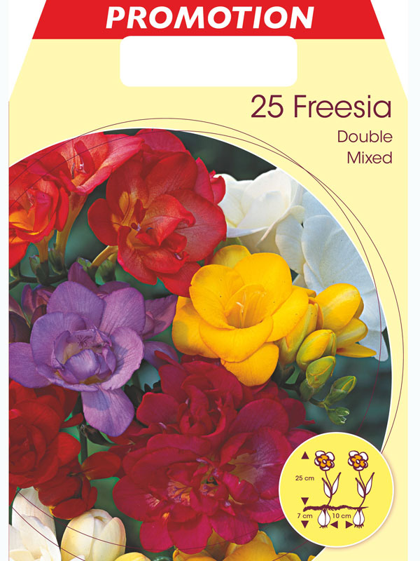 Freesien, gefülltblühende Mischung, Freesia Großpackung (Art.Nr. 5223710)