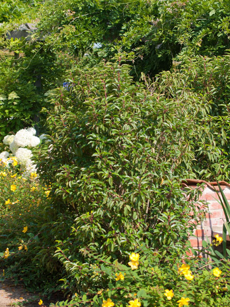 Prunus lusitanica 'Angustifolia', Portugiesischer Kirschlorbeer