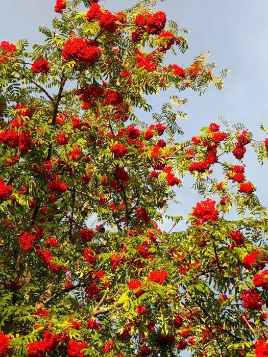 Sorbus aucuparia 'Edulis', Mährische (essbare) Eberesche