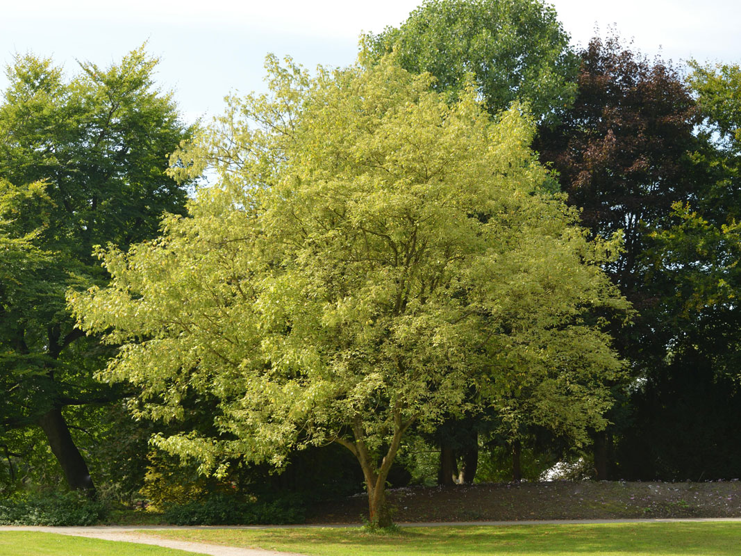 Acer negundo 'Aureo-Variegatum', Goldbunter Eschen-Ahorn