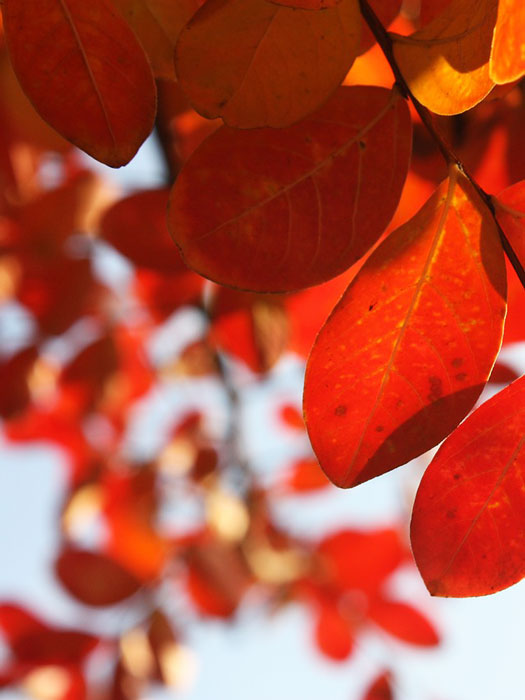 Der Hartriegel 'Cherokee Brave' mit Herbstfärbung