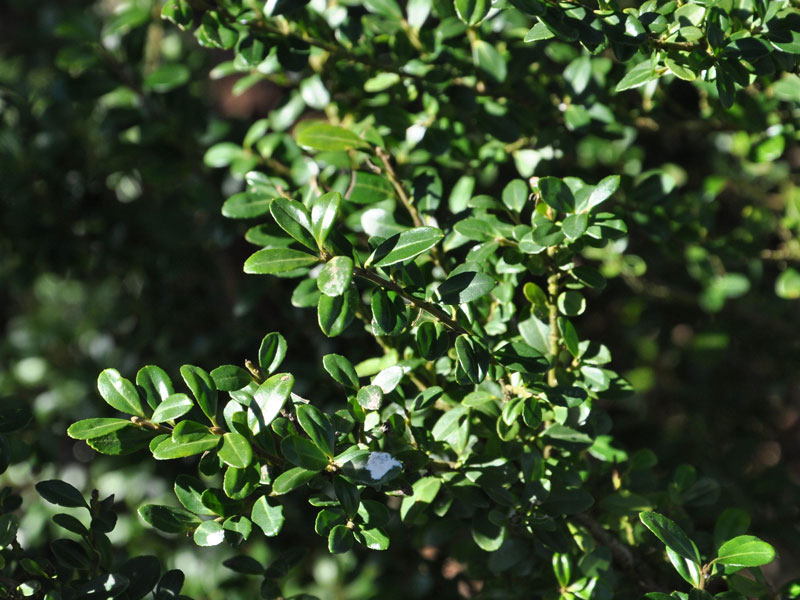 Ilex crenata 'Glorie Gem', Berg-Ilex