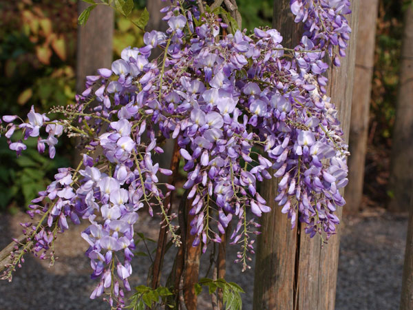 Blauregen Prolific Blüte