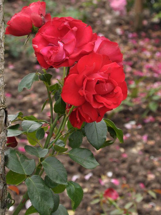 Blüte der Rose Grandhotel