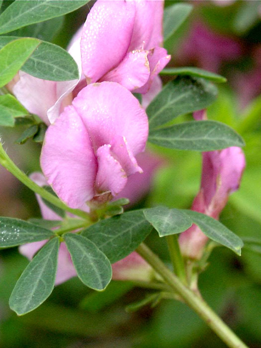 Cytisus purpureus, Rosenginster, Purpurginster