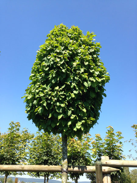 Carpinus betulus 'Monumentalis', kleine Säulen-Hainbuche - Hochstamm