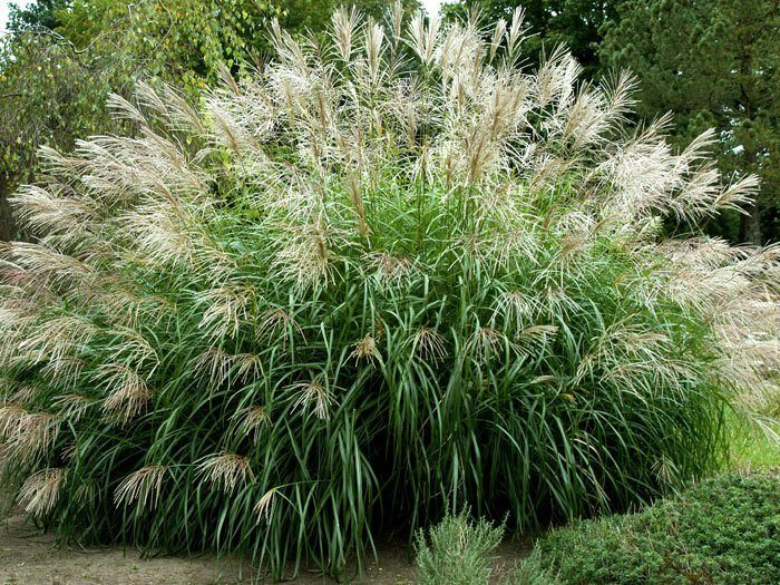 Miscanthus sinensis 'Silberfeder', China-Schilf