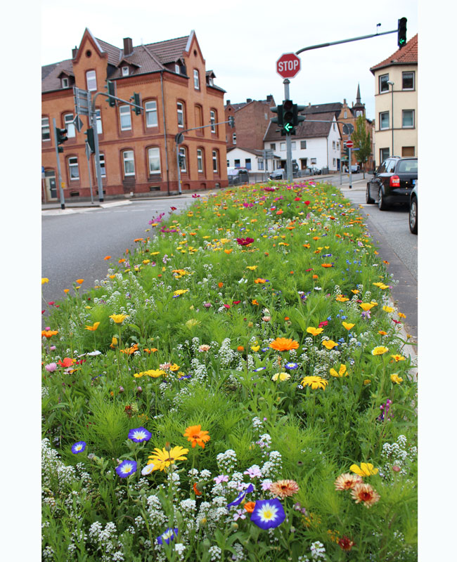 Blumenwiese - Eschweger Blütenzauber