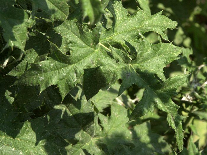 Echinops ritro, Kugeldistel, ruthenische Kugeldistel