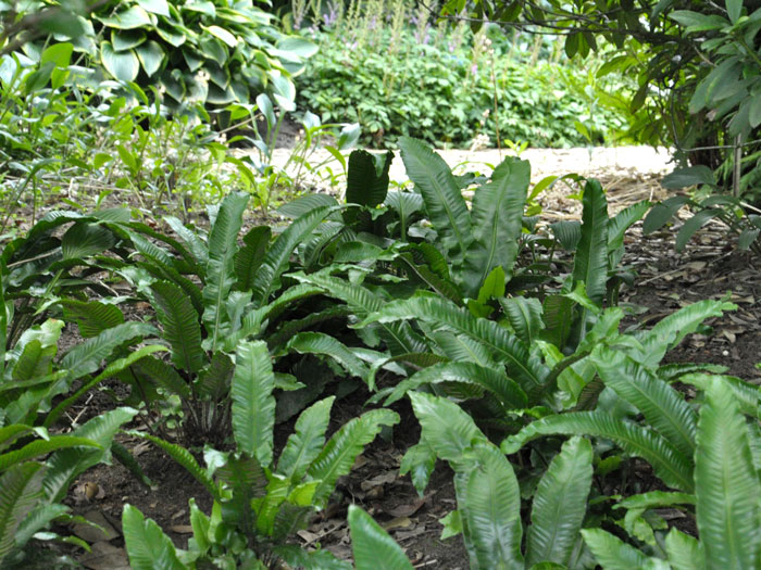 Asplenium scolopendrium, Hirschzungenfarn