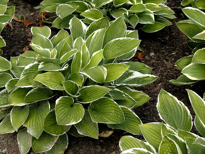 Hosta x fortunei 'Francee', Garten-Funkie, Weißrand-Funkie, Herzblatt-Lilie