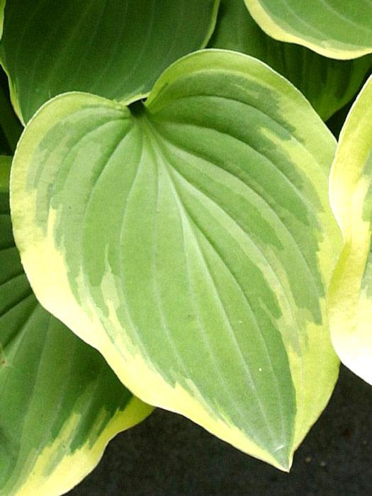 Hosta nakaiana 'Golden Tiara' (M), Kleine Goldrand-Funkie, Herzblatt-Lilie