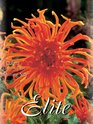 Kaktus-Dahlie 'Shining Star', Dahlia (Art.Nr. 520332)