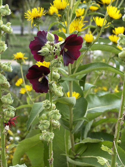 Alcea rosea 'Nigra' (M), Stockrose, schwarze Stockrose, Stockmalve