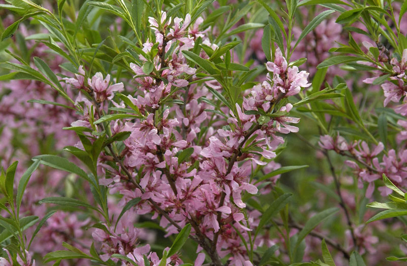 Prunus tenella 'Fire Hill' - Zwerg-Ziermandel