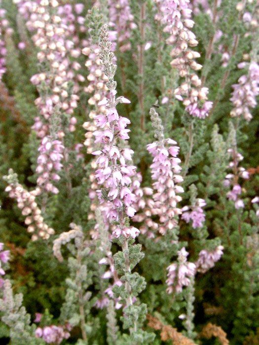 Blüte der Besenheide 'Silver Knight'