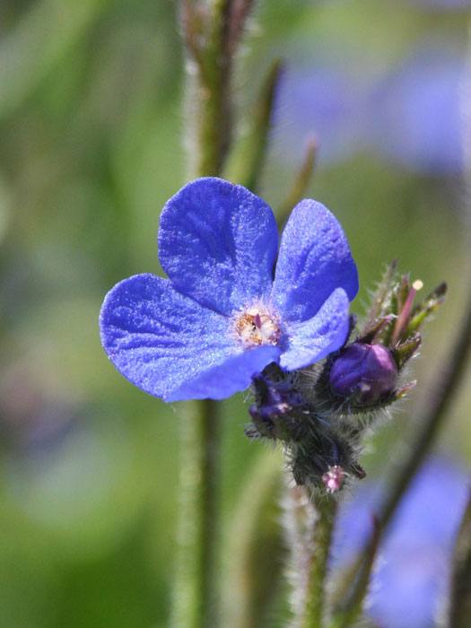 Anchusa azurea, italienische Ochsenzunge