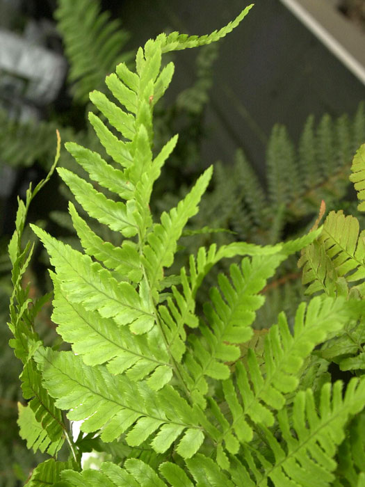 Dryopteris erythrosora, Rotschleierfarn