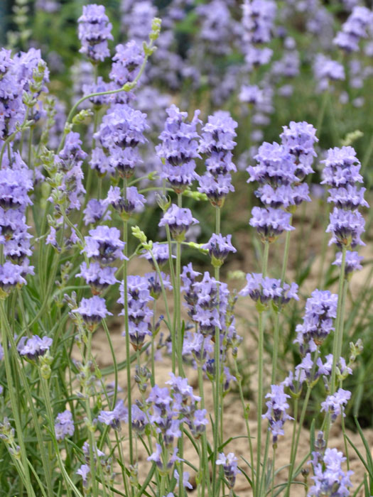 Lavandula x intermedia 'Grappenhall' (Pale Pretender), Riesen-Lavendel, Provence-Lavendel