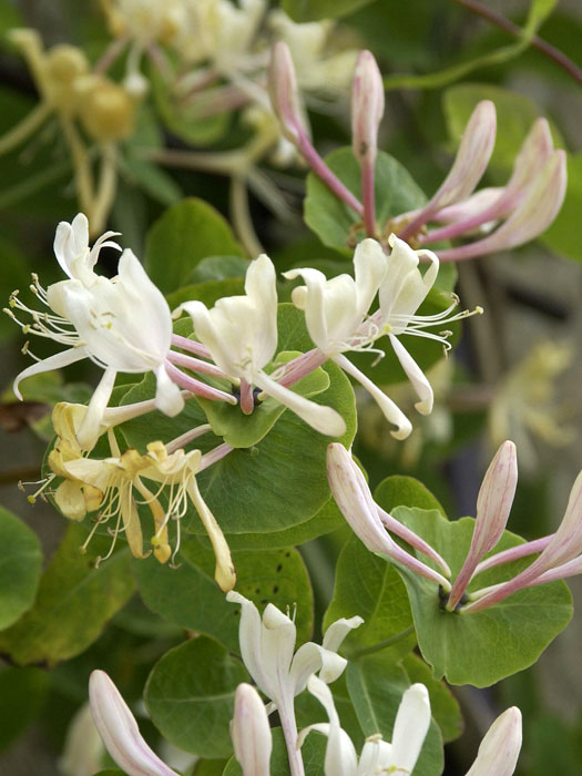 Blatt und Blüte des echten Geißblatts