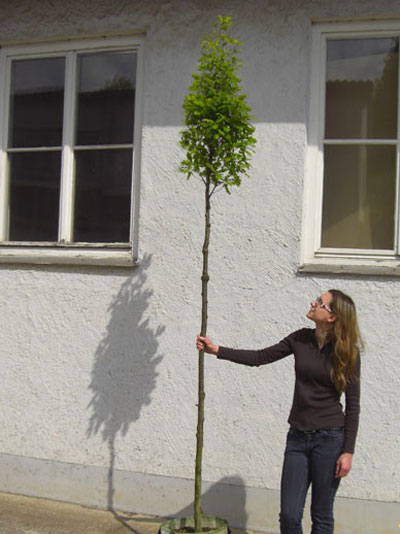 Carpinus betulus Fastigiata, Säulen-Hainbuche - Hochstamm