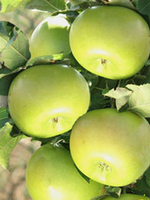 Säulenapfel 'Greencats' ®